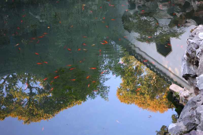 池鱼游秋