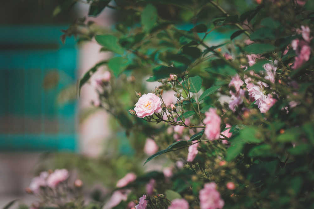 蔷薇花开