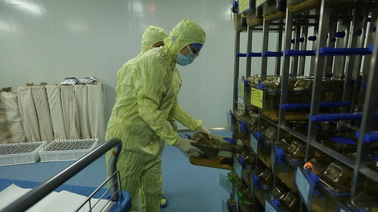 基因小白鼠