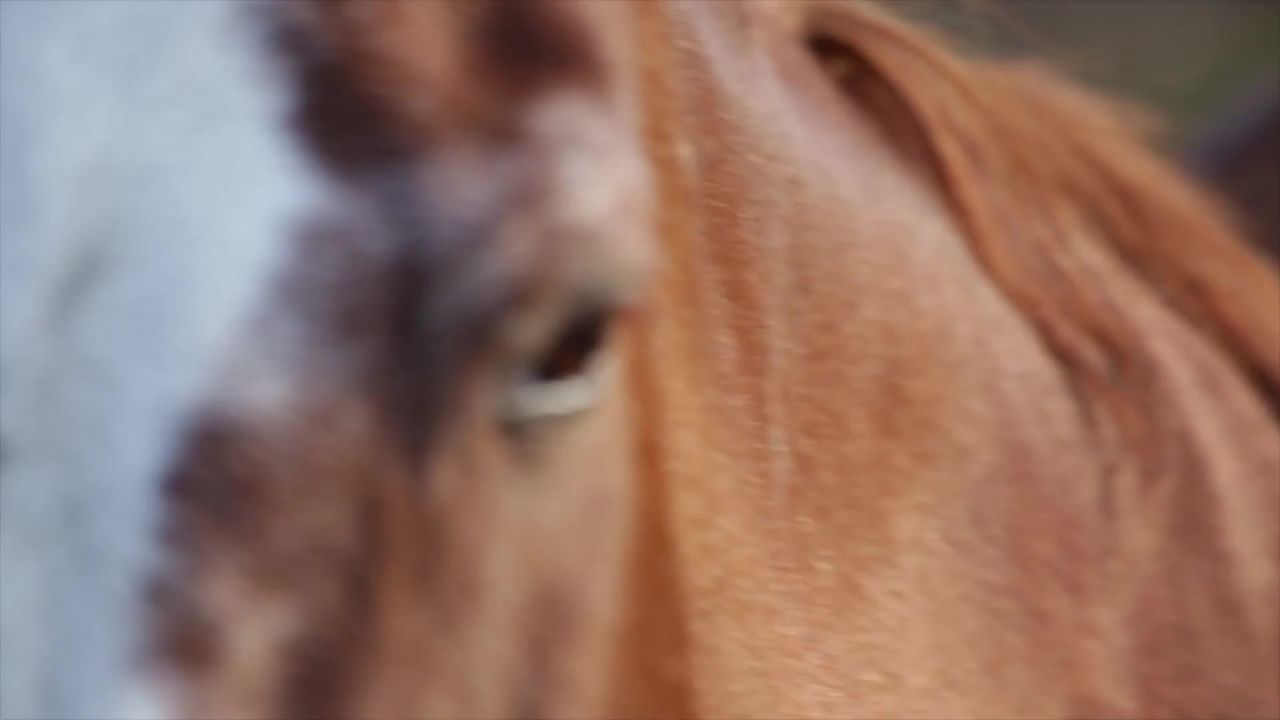 马动物头眼睛