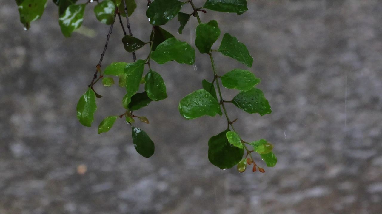 初夏的雨-枝叶雨水