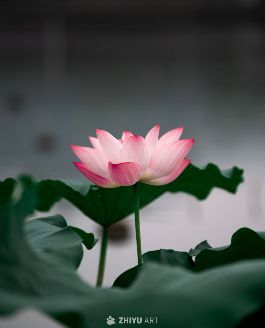 荷花 10
