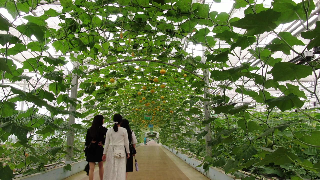 大棚有机蔬菜农业种植 