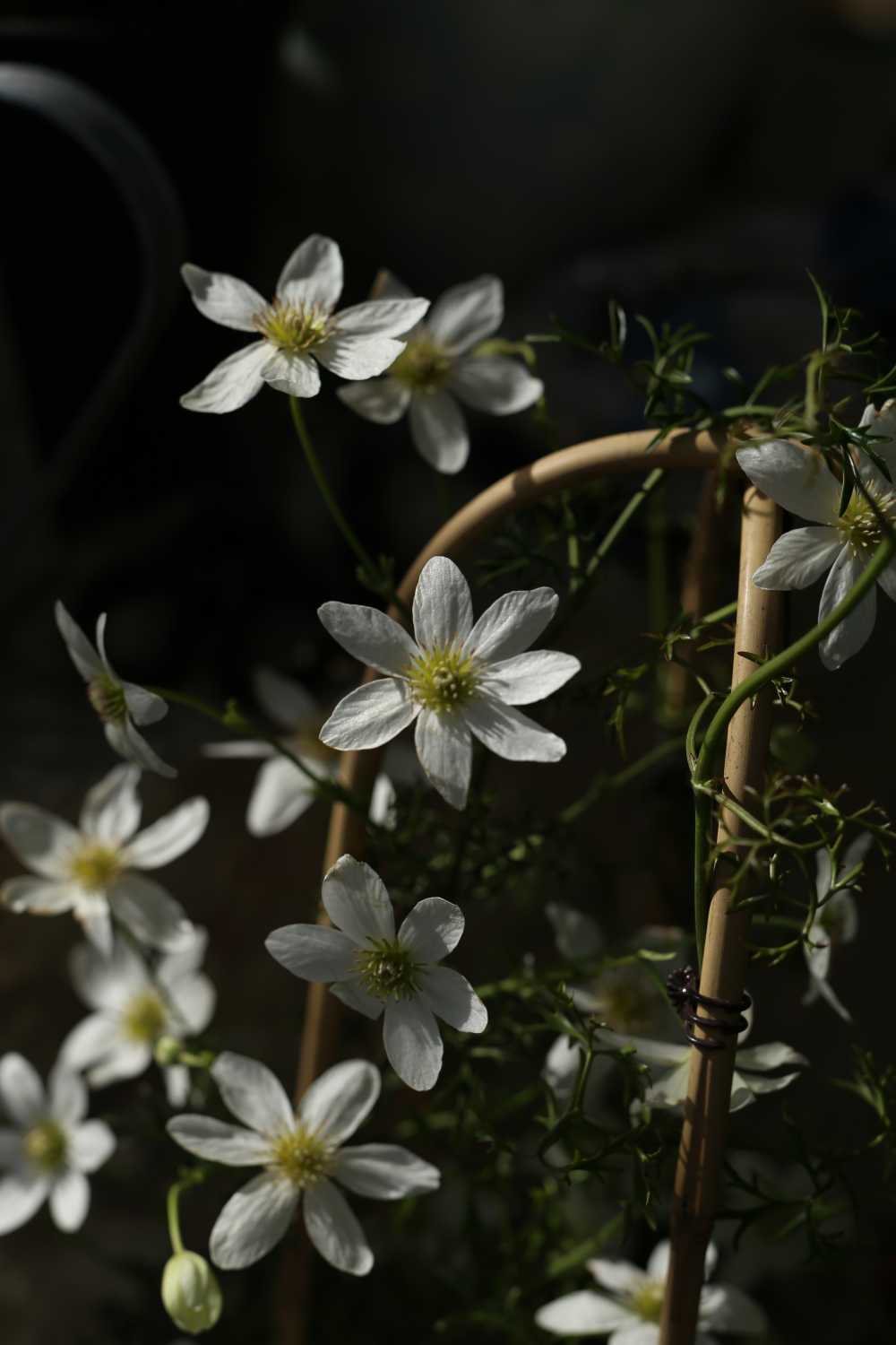 暗调小花