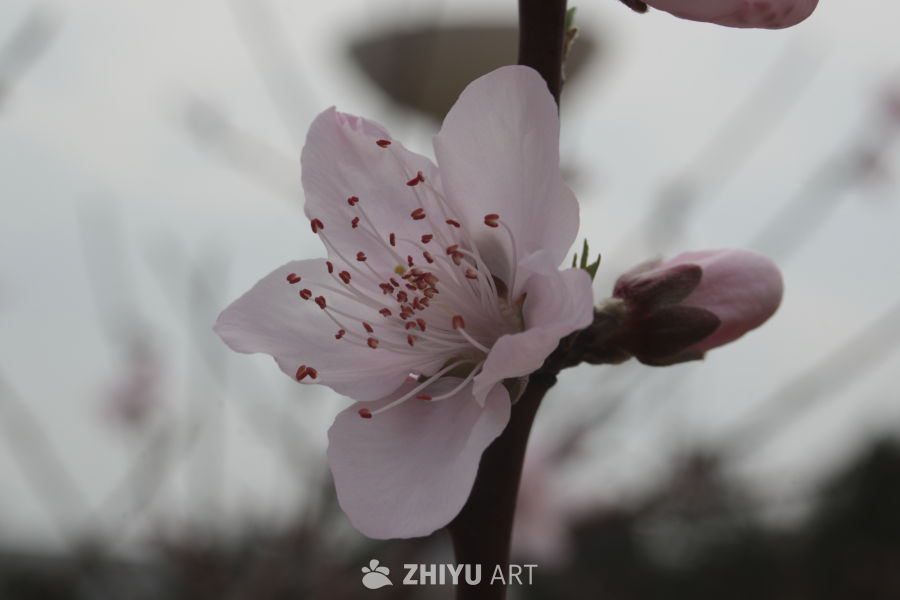 春日桃花绽放