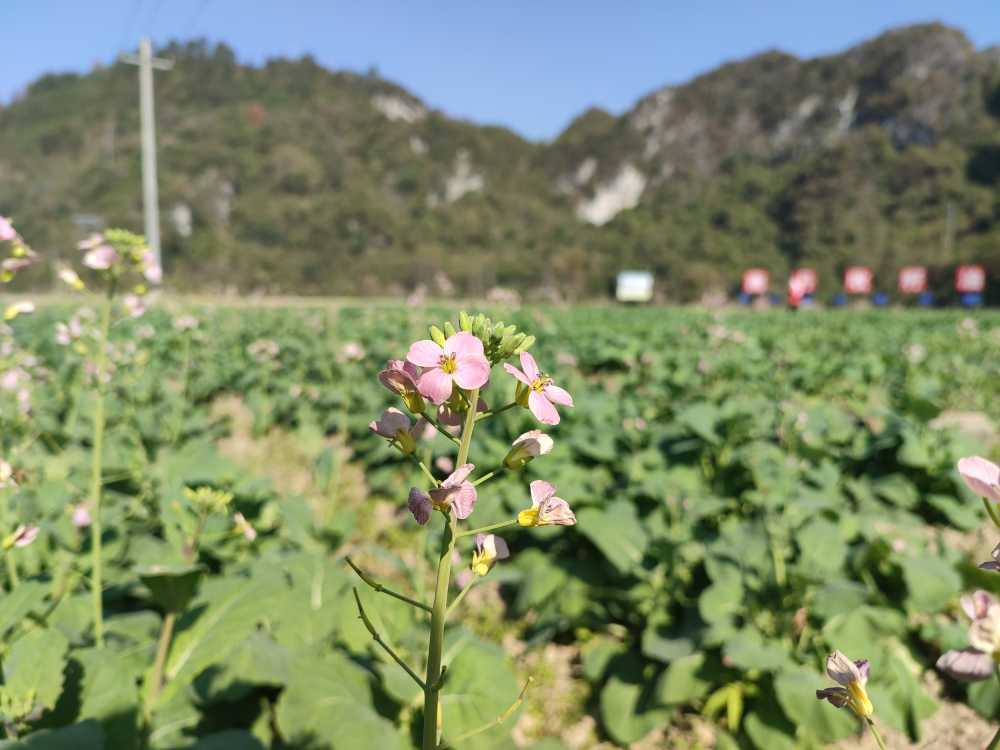 粉色