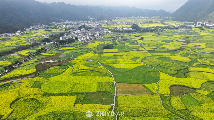 航拍油菜花盛开  美丽乡村 8