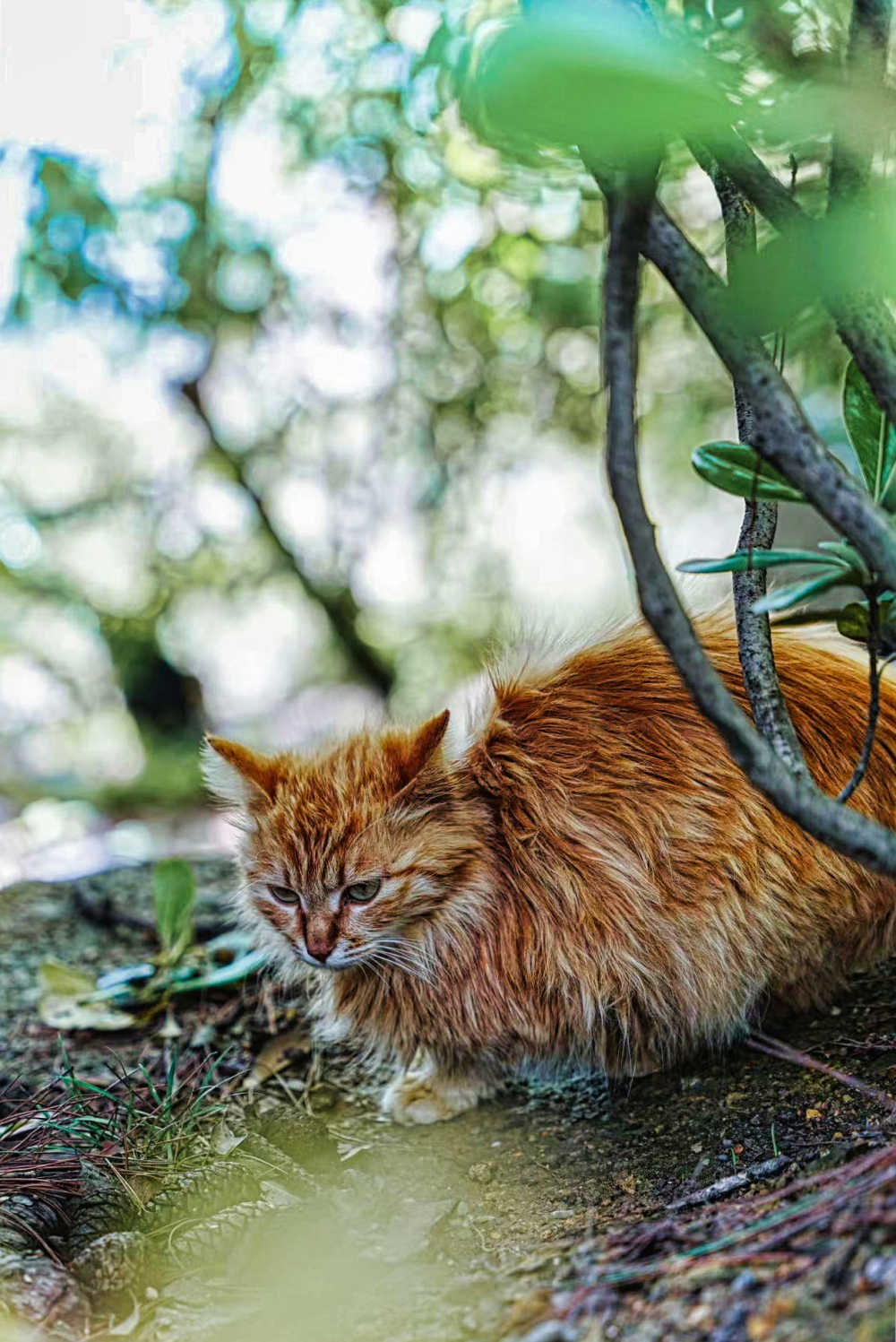 路边的小猫