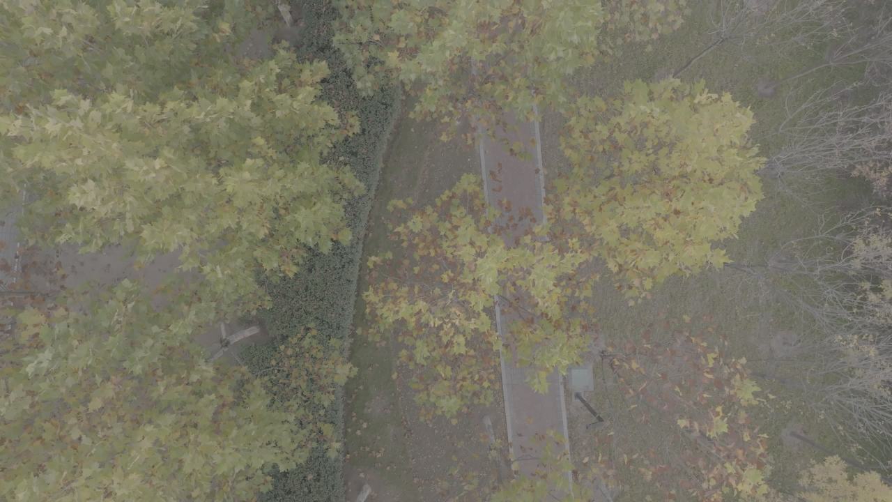 秋日林荫道