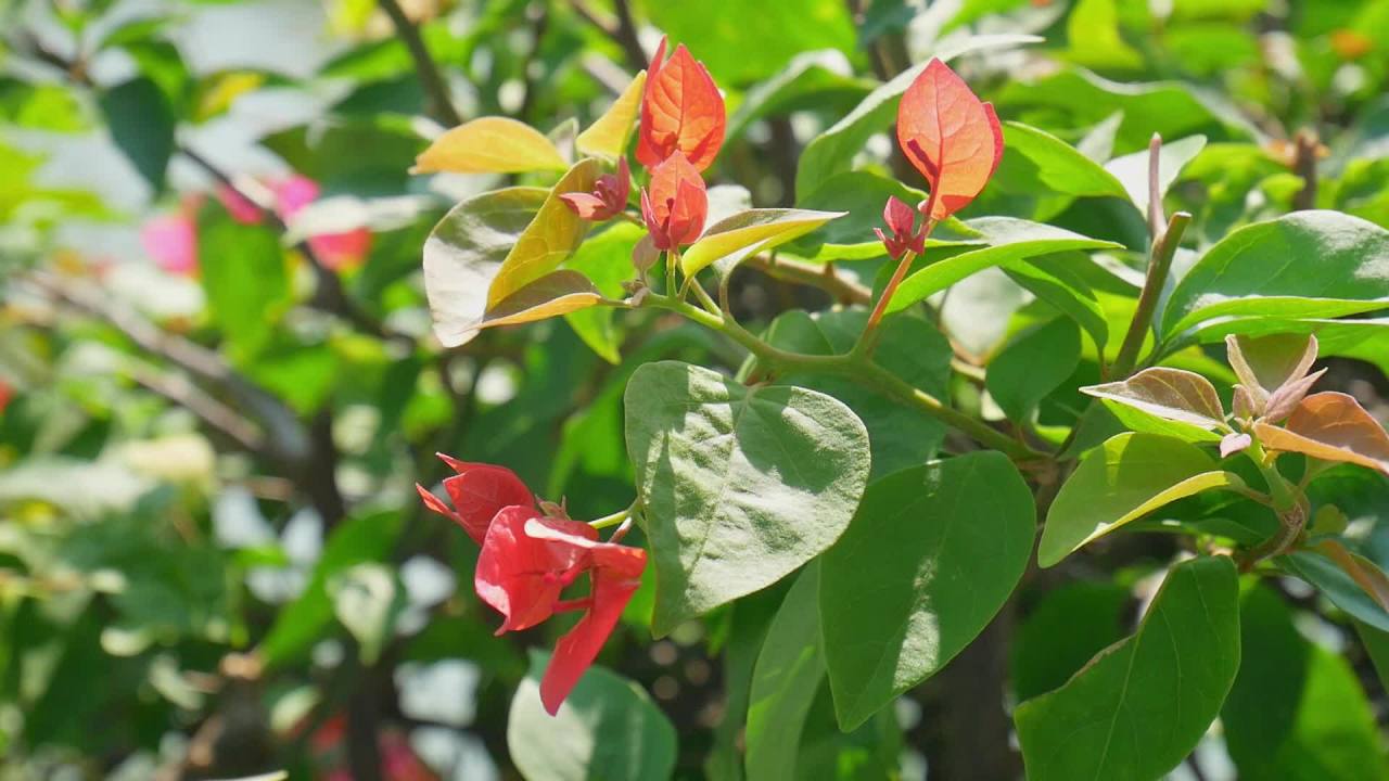 阳光微风河边三角梅4