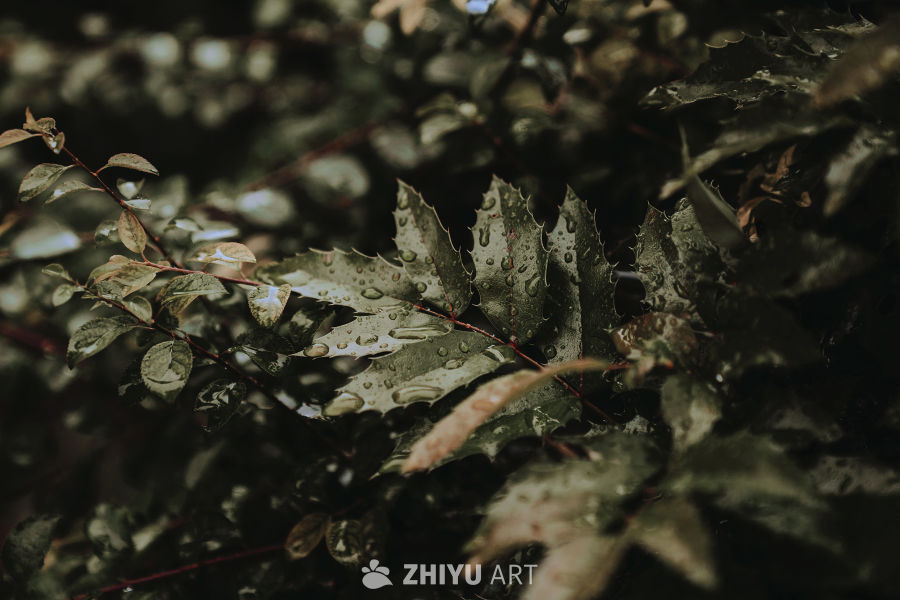 雨后绿叶