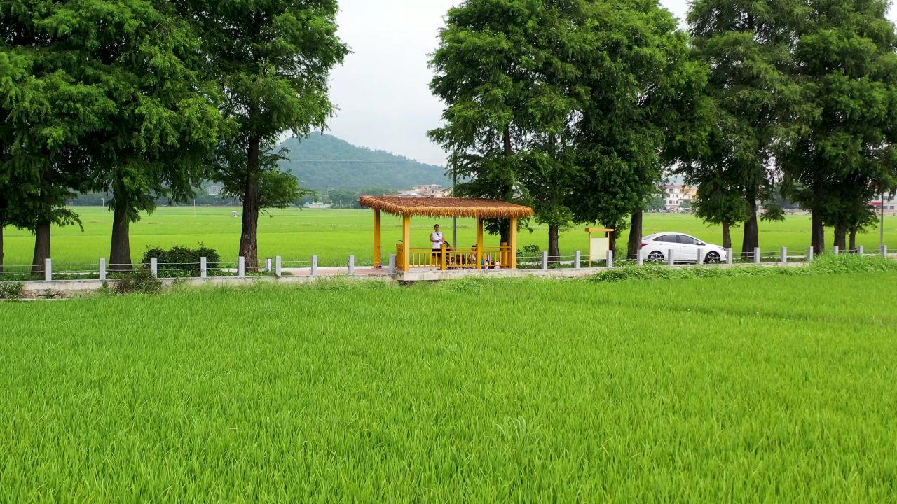 绿色的稻田