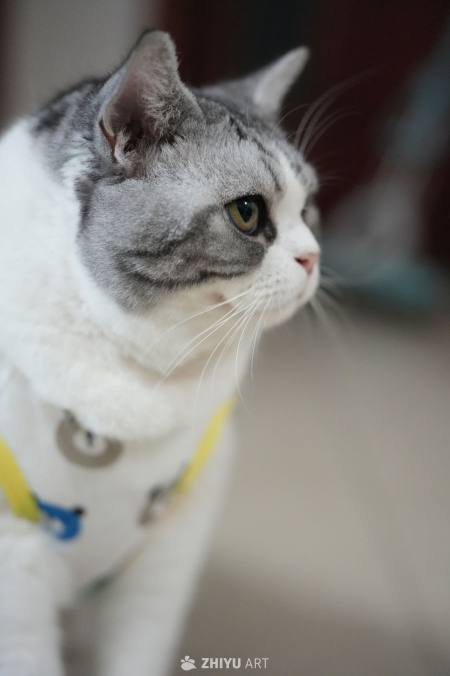 猫咪 35