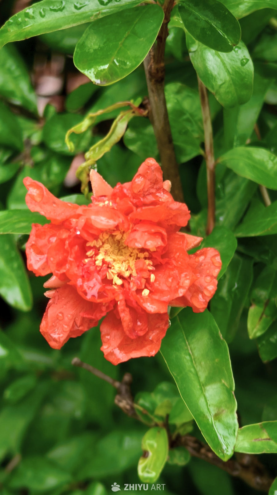 雨后绽放的石榴花