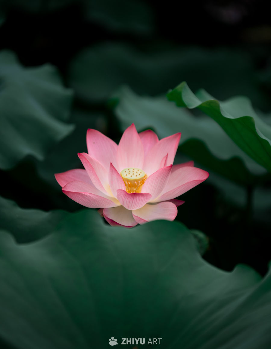 荷花 7