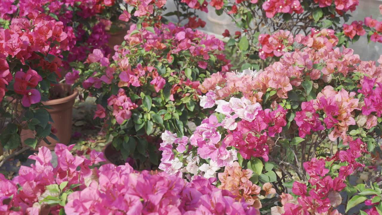 年宵花 8