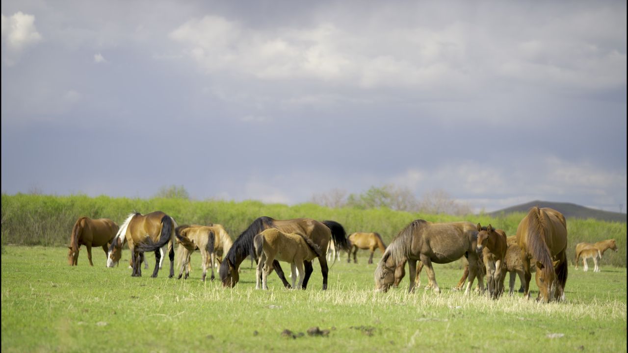 内蒙古呼伦贝尔大草原马群牛群风光视频