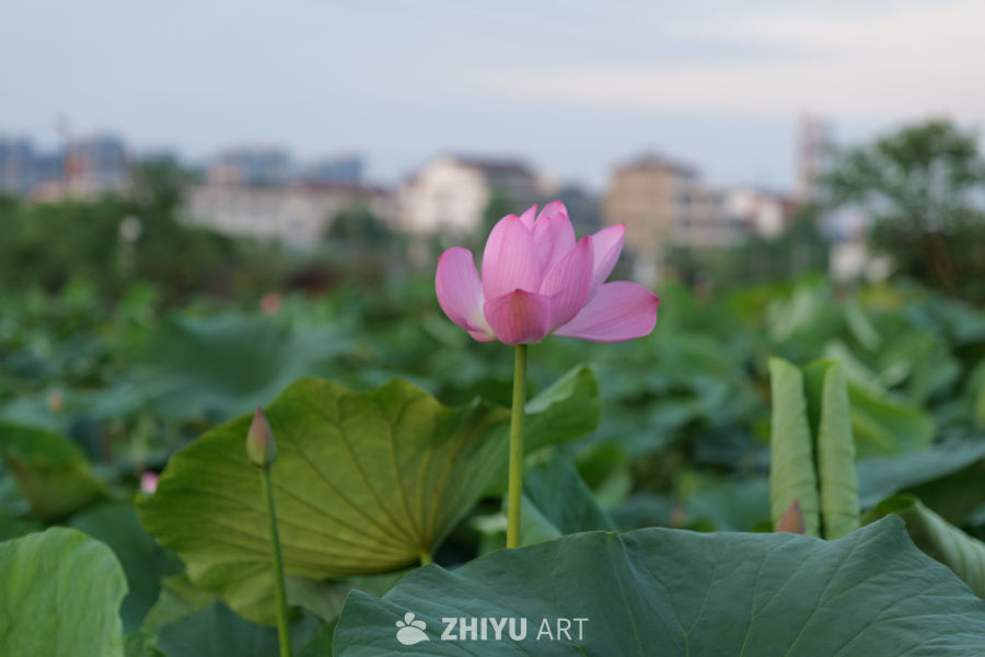 荷花 20