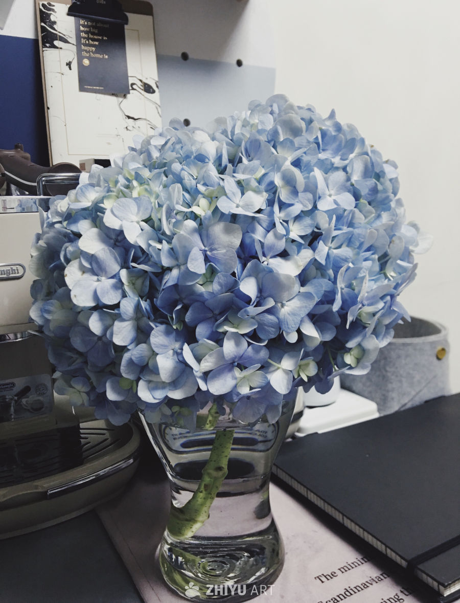 蓝紫色绣球花的宁静之美