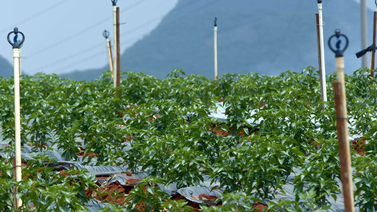 宁静的农田风光