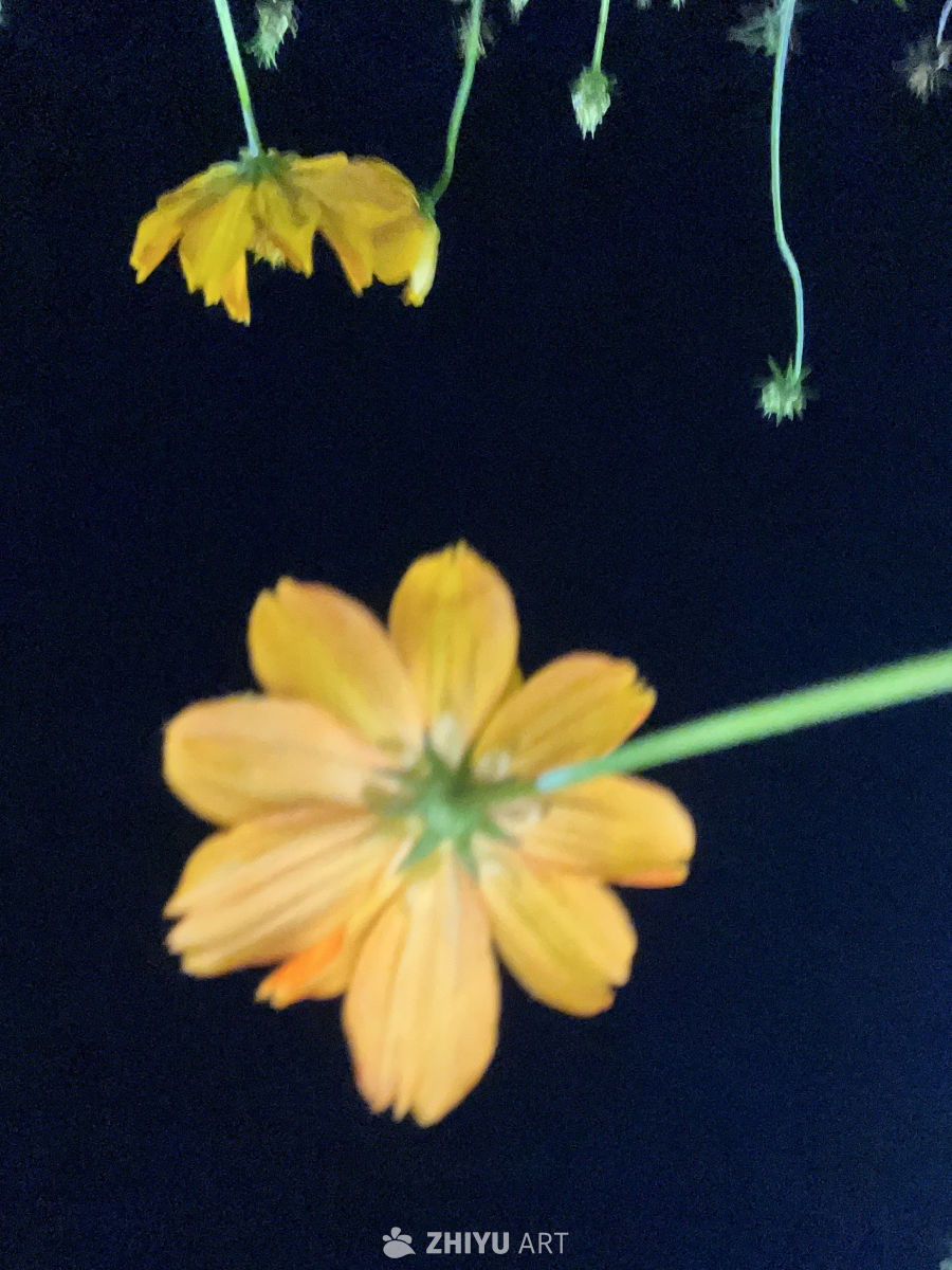 夜色中的黄花