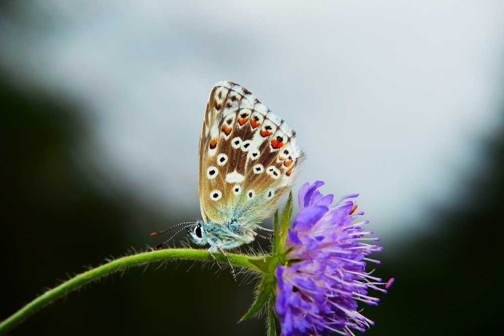 蓝色汤姆昆虫蝴蝶