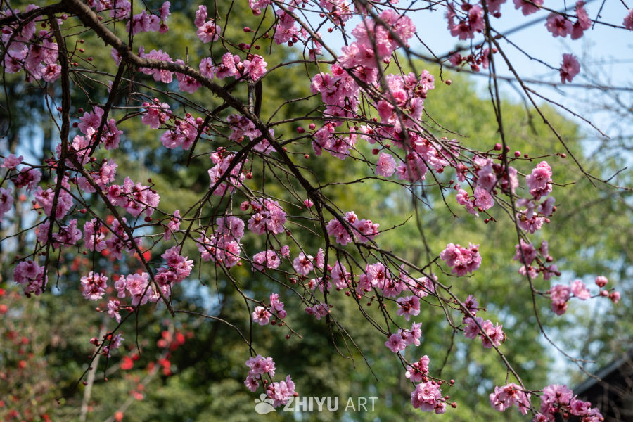 花开春来 1