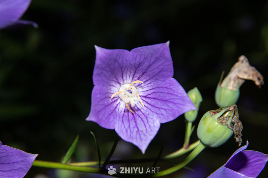 中药材与药材花 89