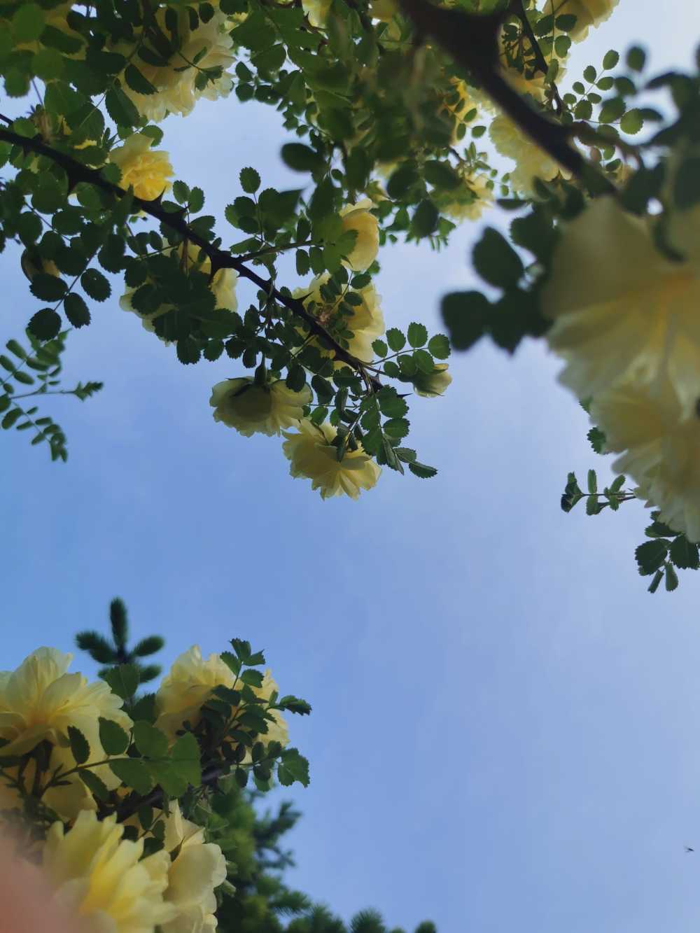 花 黄色的花 黄蔷薇