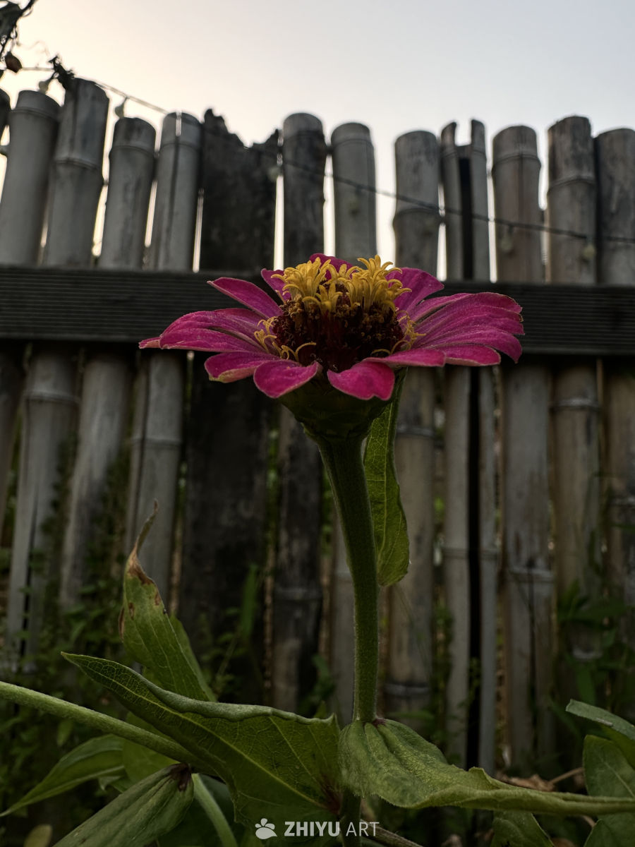 竹篱笆前的粉红花