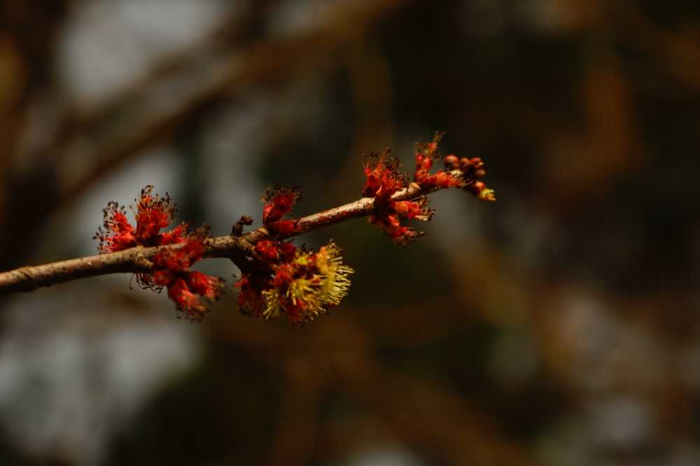 那年花开