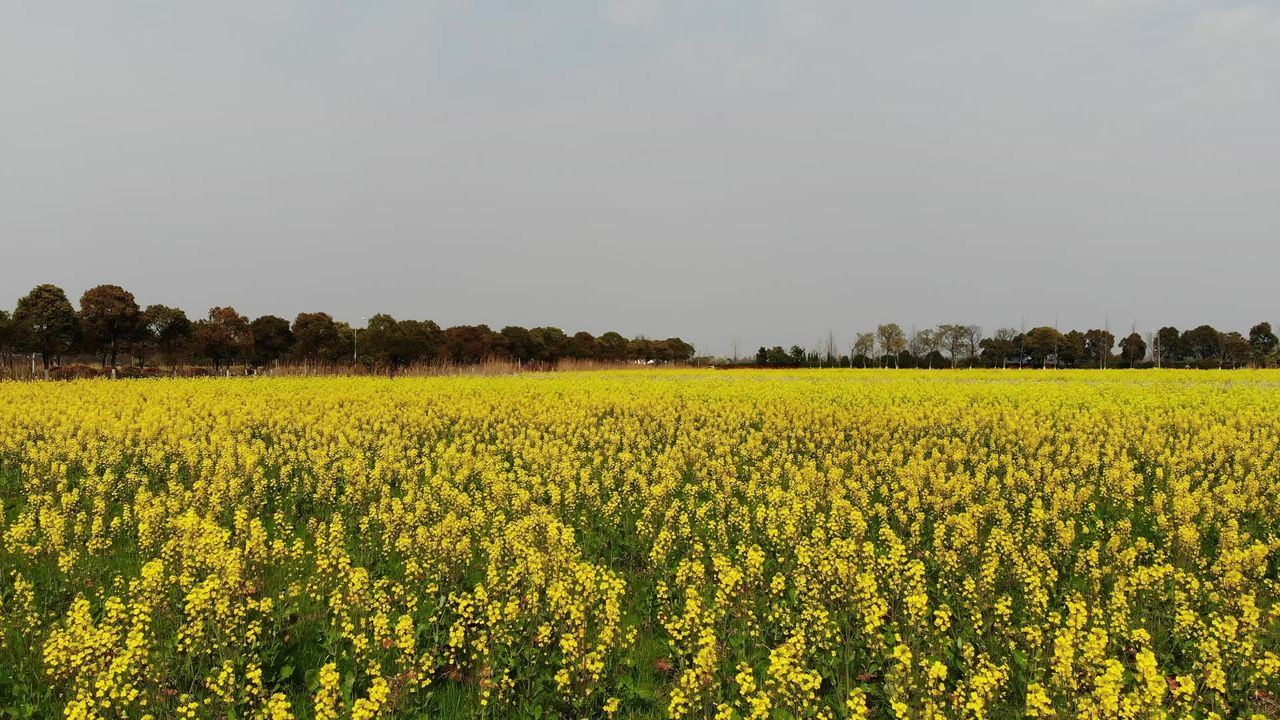 航拍油菜花