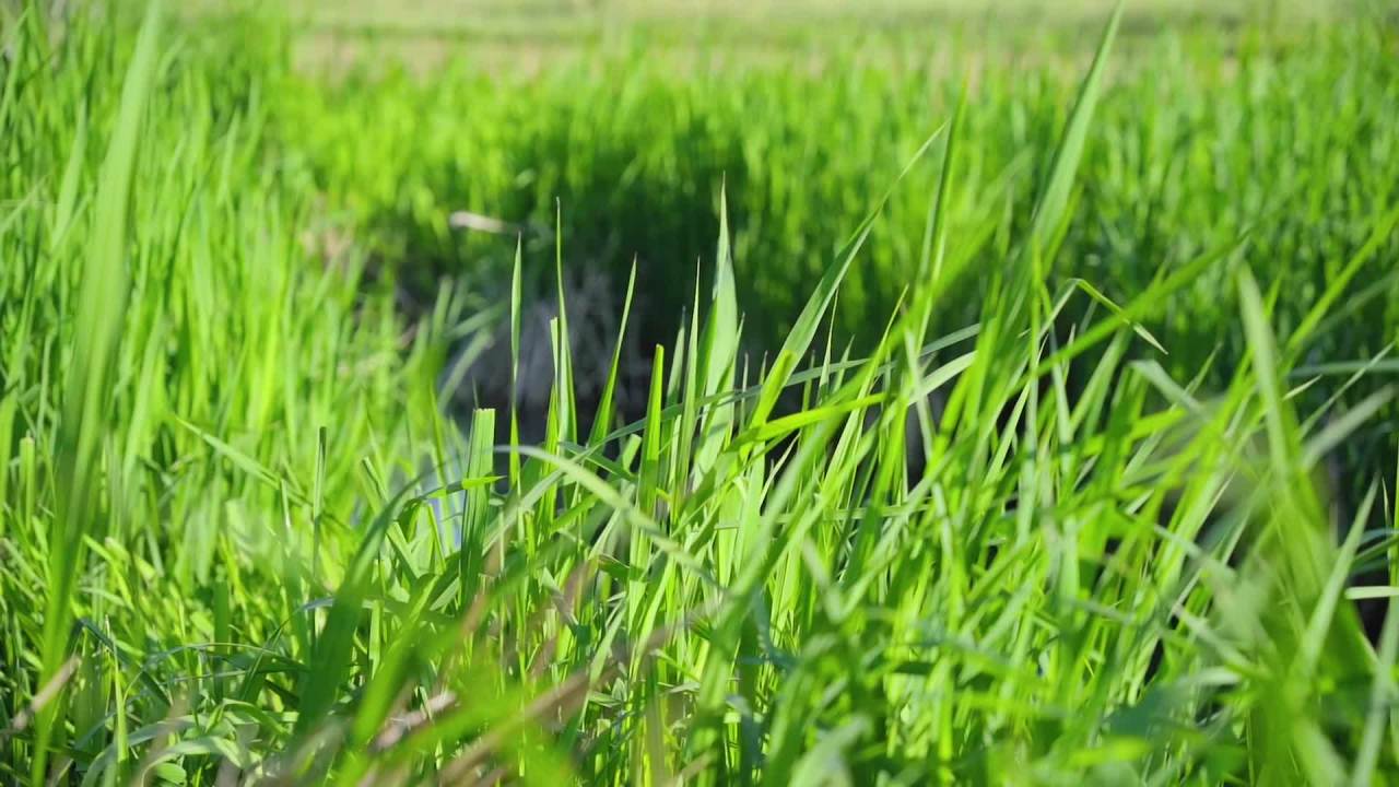 阳光下的绿草地
