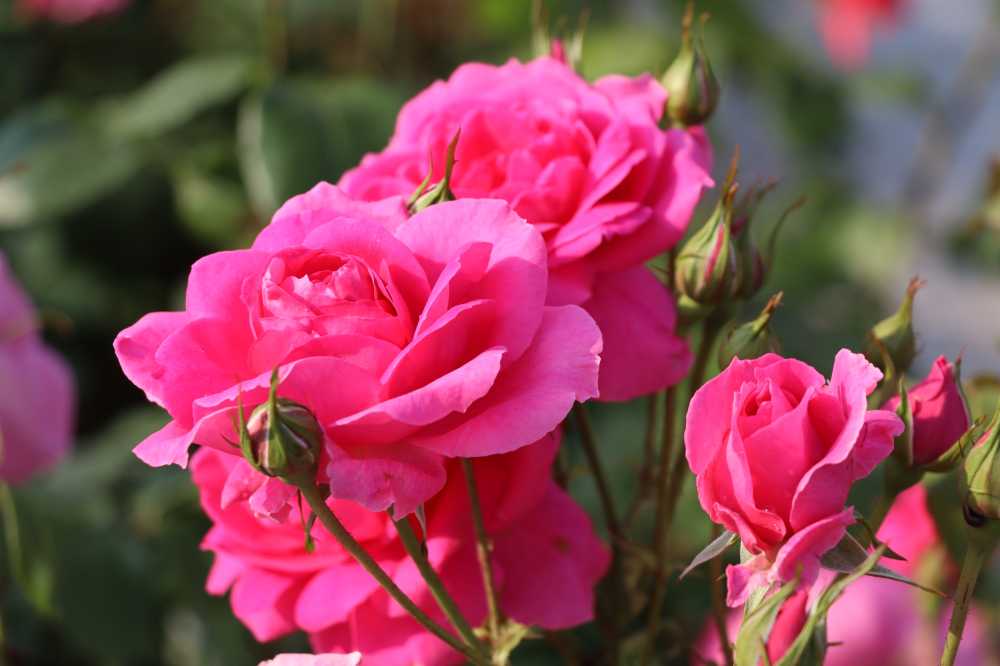 校园内盛开月季花