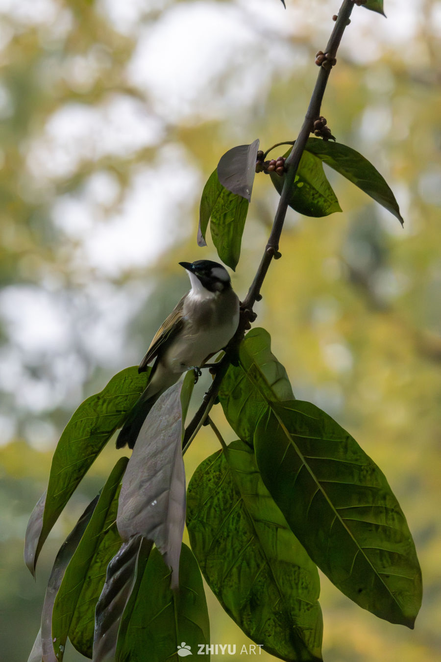 白头翁站在枝头上