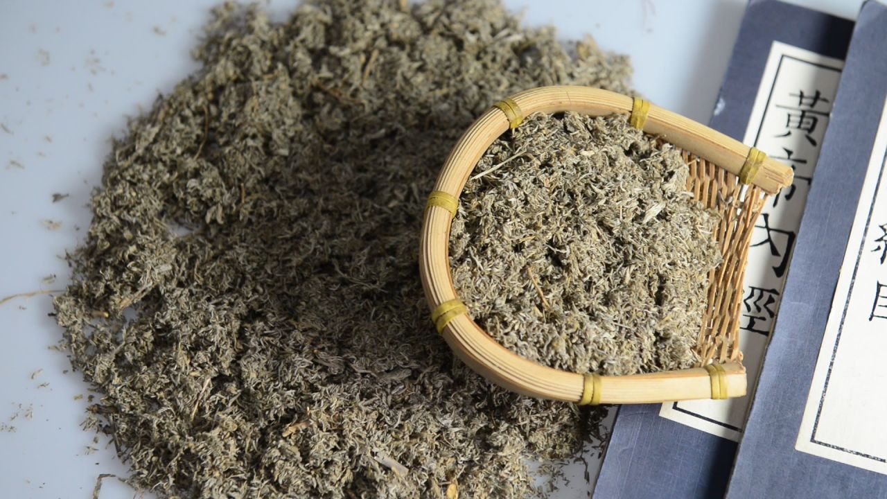中药材茵陈 16