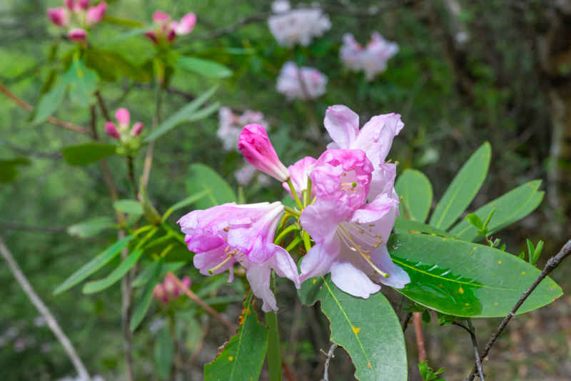 杜鹃花 9