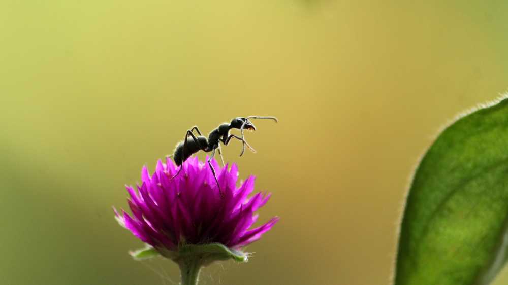 喀拉拉邦印度蚂蚁