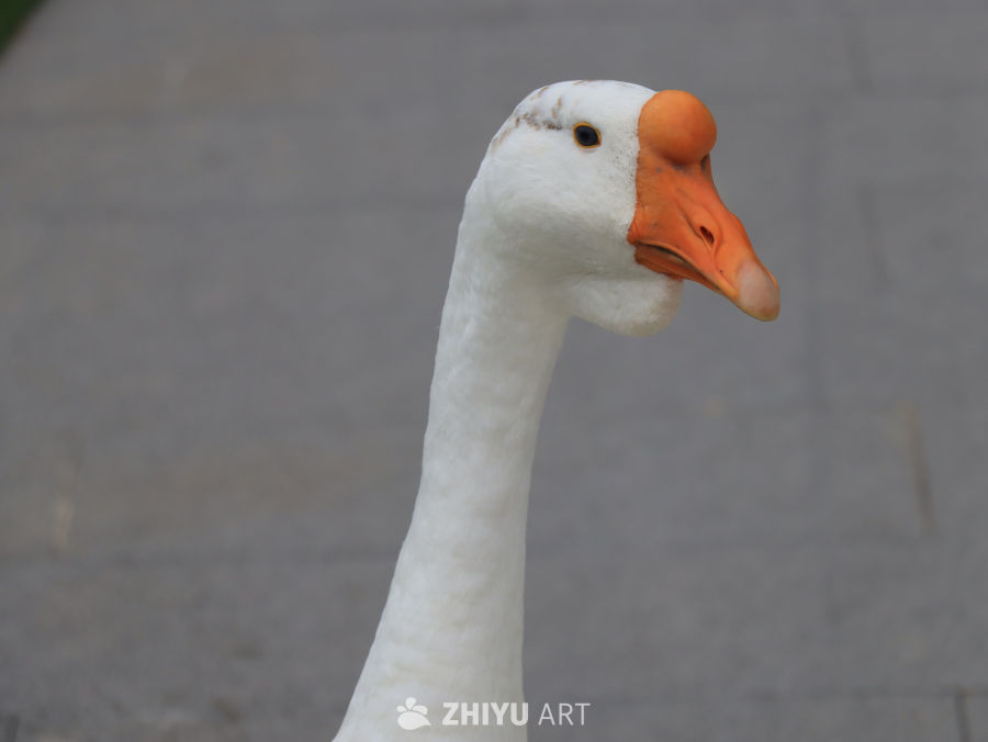 白鹅的优雅