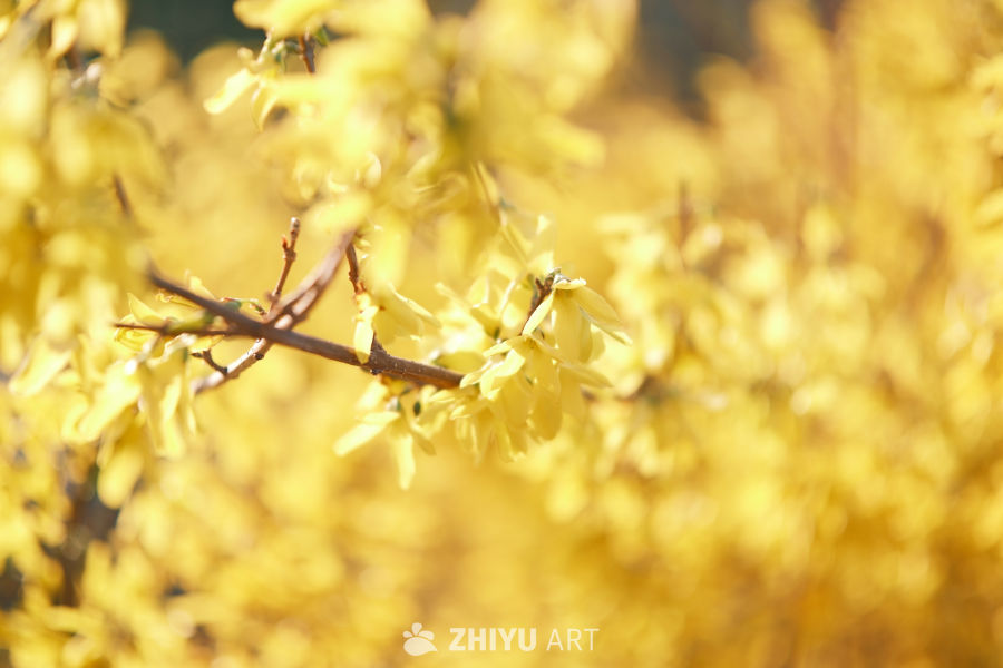 金色花 8