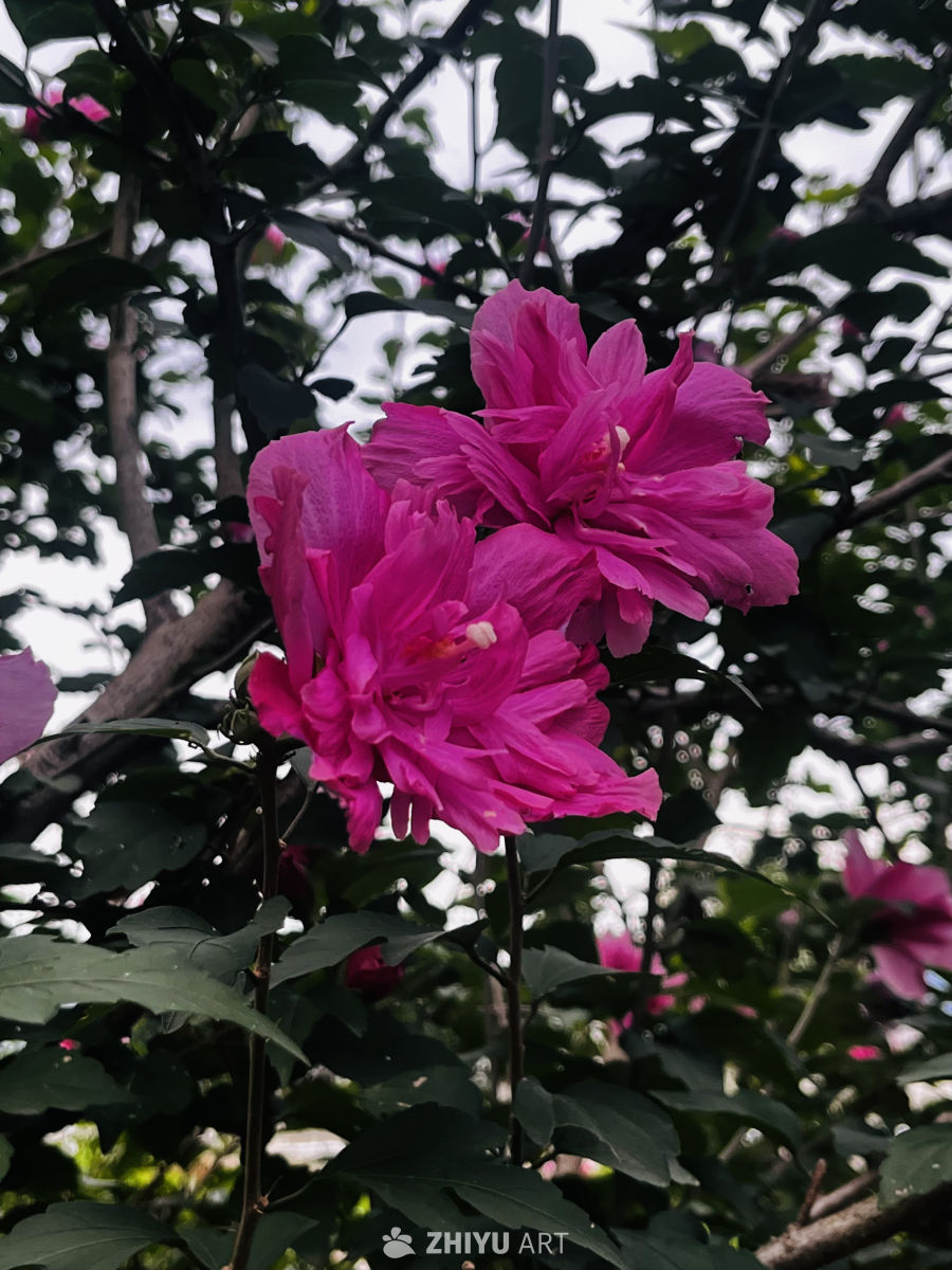 粉红花海的宁静时光