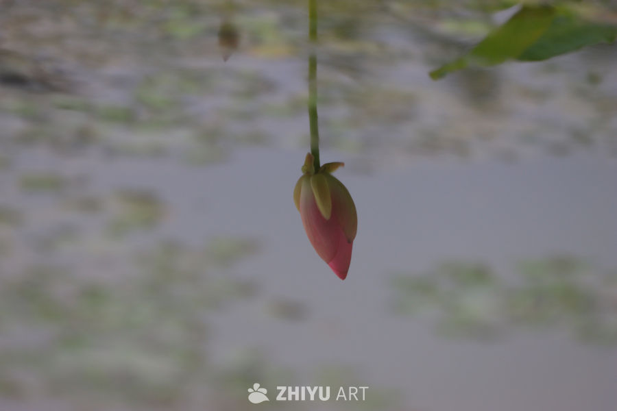 盛夏荷花 41