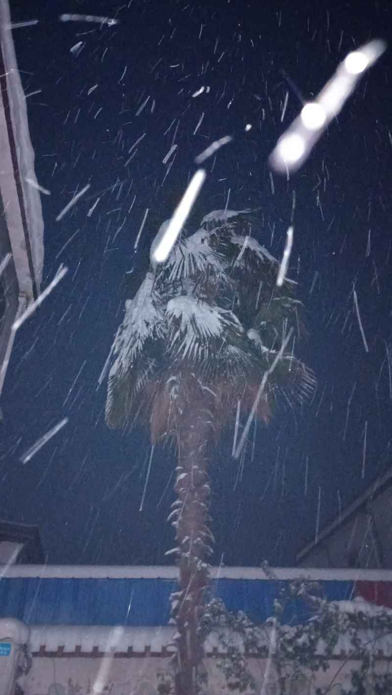 雪里的扇子树