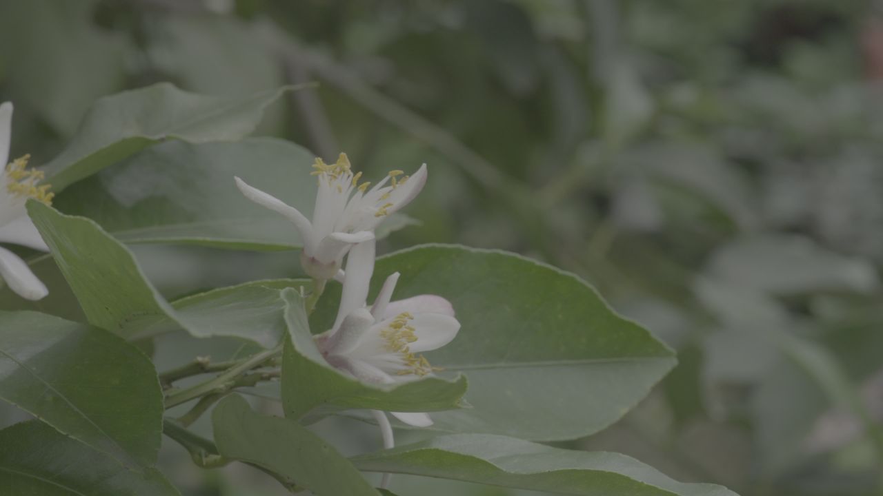 柠檬花