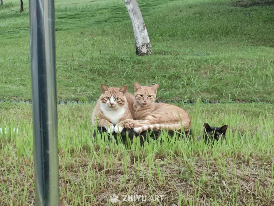 草地上温馨的猫家族