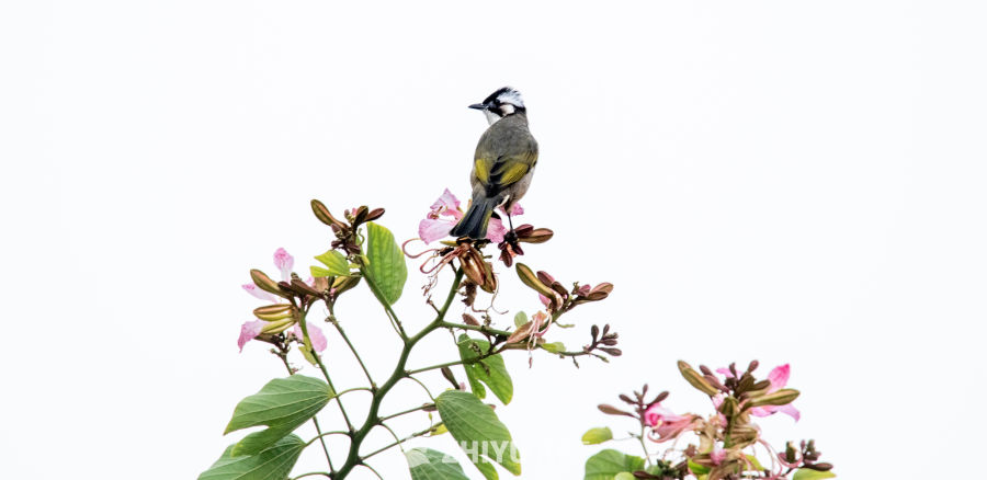 小鸟栖息花枝间