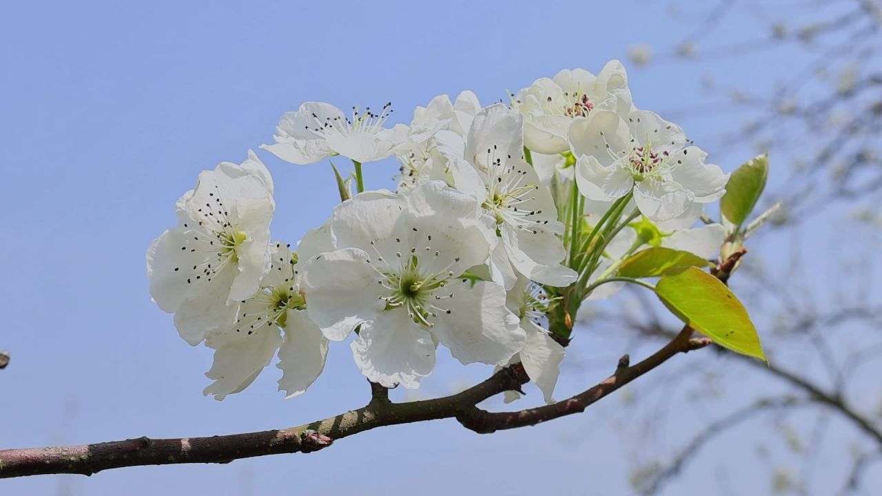 春天盛开的梨花树 2