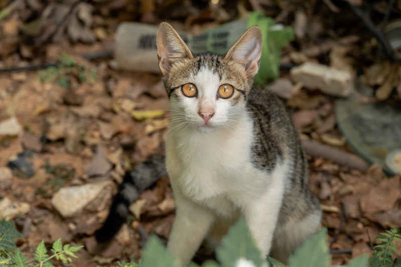 小猫小猫