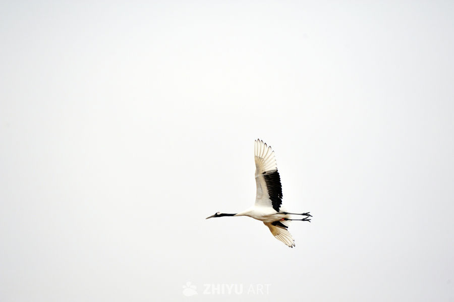 丹顶鹤飞翔，干净背景 3