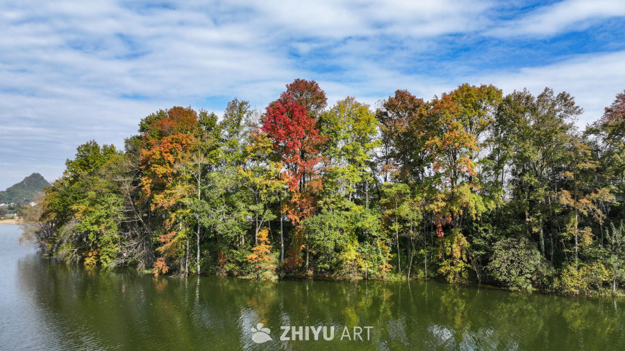 航拍水边枫叶美景  初冬枫叶似火 21